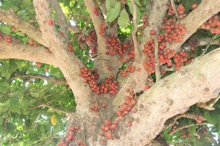 Cây dâu đất quả mọc đầy trên thân
