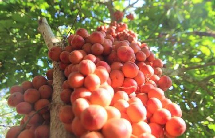 Trái dâu đất màu sắc đẹp mắt