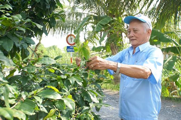 Ở tuổi gần 80, ông Tư vẫn đam mê công việc làm vườn