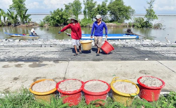 Vận chuyển ruốc tươi lên bờ sau chuyến đi biển về.