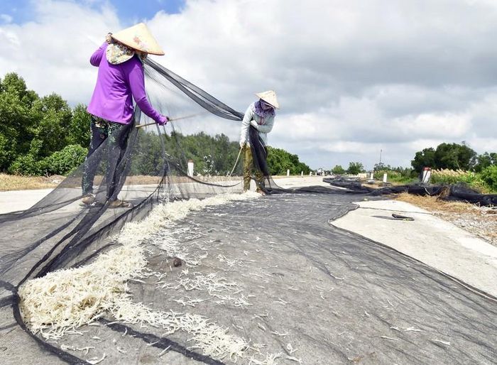 Vũ lưới chỉ sau vài giờ phơi ruốc.