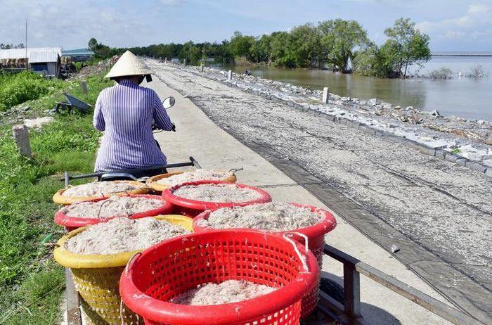 Vận chuyển ruốc tươi đến sân phơi.