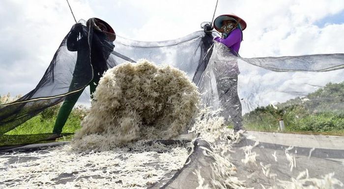 Ruốc là loài hải sản bé, ven bờ, vòng đời ngắn, nhưng có giá trị dinh dưỡng, thu lợi kinh tế khá khá cho ngư dân ven biển.