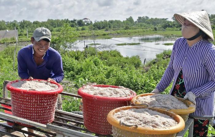 Mùa khai thác ruốc được xem là của lộc trời, chỉ diễn ra trong thời gian rất ngắn trong năm.