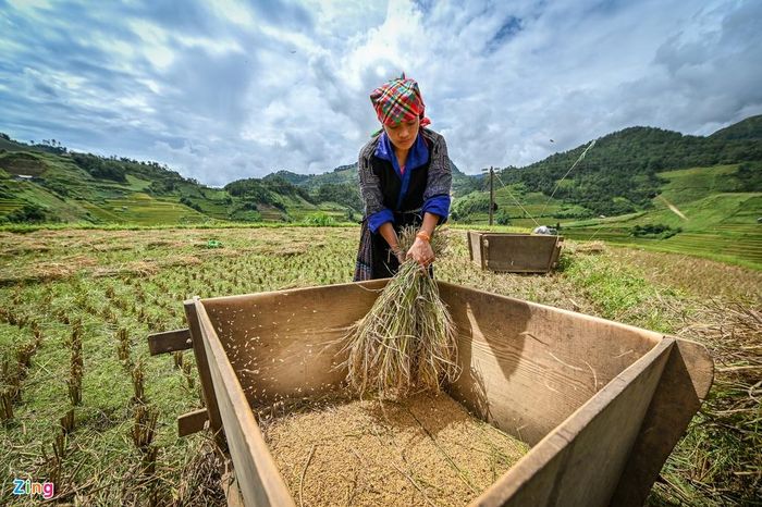  Ruộng bậc thang không phải tự nhiên sinh ra mà đó là cả một quá trình công phu đòi hỏi nhiều công sức của đồng bào dân tộc Mông. 