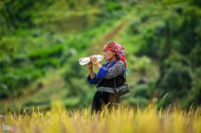  Công việc đồng áng ngày mùa vất vả, kéo dài từ sáng sớm tới tối muộn nên đồng bào người Mông thường ăn trưa và nghỉ ngơi ngay trên những thửa ruộng bậc thang. 