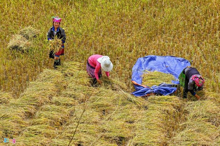  Người Mông sẻ nước từ các khe suối vào các thửa ruộng quanh một quả đồi, tuy nhiên không nối liền mạch nhằm hạn chế độ màu của đất bị rửa trôi khi có mưa lũ hoặc dòng chảy mạnh. Những chỗ gồ ghề sẽ cào bằng thêm, chỗ cao sẽ san bớt đi. 