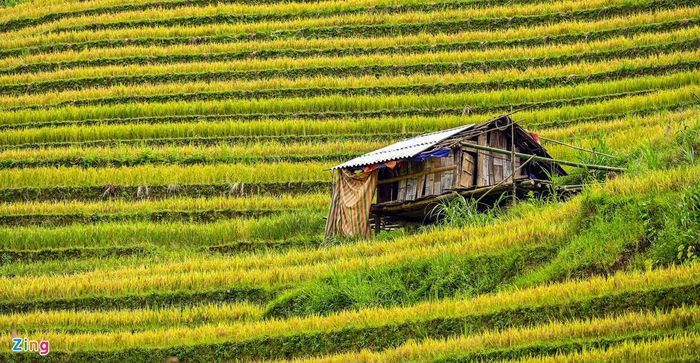  Ruộng bậc thang Mù Cang Chải là di sản văn hóa độc đáo và rất riêng của người dân bản địa nơi đây gây dựng nên qua nhiều thế hệ. Đồng bào người Mông giỏi trèo đèo vượt núi đã khéo léo khai khẩn, đắp bờ, chia nước, biến từng vạt đồi thành những thửa ruộng bậc thang kỳ vĩ, trở thành một trong những điểm nhấn của tuyến du lịch Tây Bắc. 