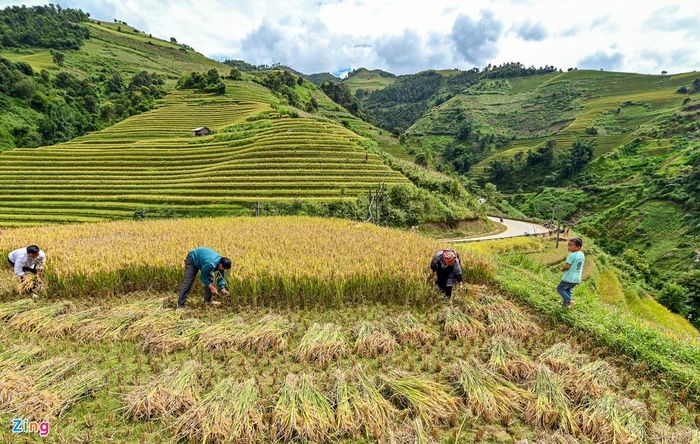  Gia đình chị Lù (Mù Cang Chải, Yên Bái) đã canh tác tại thửa ruộng này từ nhiều đời nay, việc đồng áng của đồng bào người Mông không chỉ cung cấp lương thực cho gia đình mà giờ đây họ còn góp phần giữ gìn vẻ đẹp danh thắng biểu tượng của quê hương. 