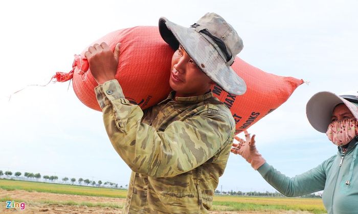 Nhiều người sau khi thu hoạch đã bán cho thương lái ngay tại ruộng. "Lúa năm nay giá gần 7.000 đồng/kg, nhà tôi có 3 ha thì thu nhập cũng ổn định. Nhưng bây giờ tôi phải cố gắng thu hoạch cho xong trước khi bão ập vào nếu không thì chẳng biết làm sao", bà Nguyễn Thị Lê Thanh nói.