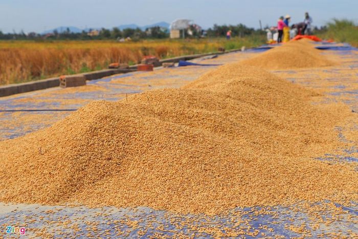 Dự kiến đến ngày 18/9, người dân sẽ thu hoạch toàn bộ diện tích lúa còn lại.