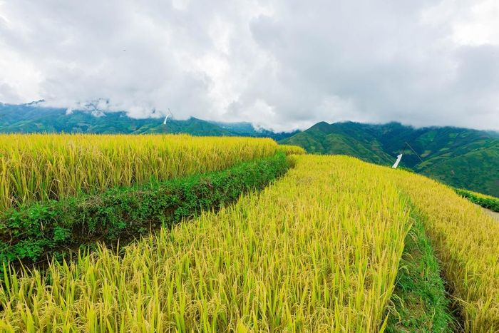  Đường lên Xím Vàng có nhiều khúc cua gấp, nhìn từ xa như dải lụa vắt ngang giữa núi rừng Tây Bắc. Dọc cung đường, khung cảnh hoang sơ, chủ yếu là đồi núi, ruộng bậc thang và xen lẫn những ngôi nhà của người dân tộc Mông. 
