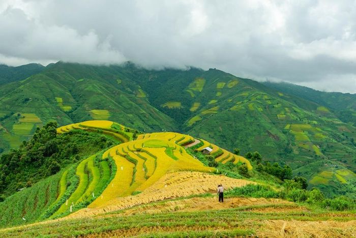  Năm nay, lúa ở Xím Vàng lác đác chín từ đầu tháng 9. Đến giữa tháng, nhiều sườn đồi phủ màu vàng óng xen lẫn sắc xanh, trong khi một số ruộng đã được gặt, phơi đầy rạ. Theo người dân địa phương, vì thời tiết ít mưa, họ trồng lúa ở chỗ có nước trước mà không cấy đồng loạt, do đó lúa chín không đều. 