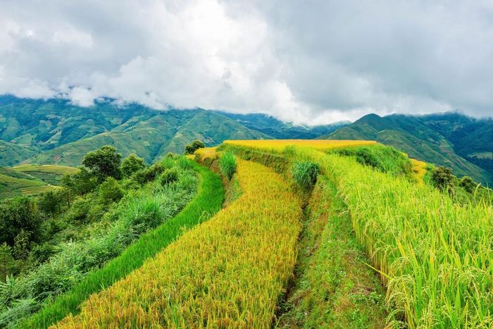  Khác với Mù Cang Chải (Yên Bái) hay Hoàng Su Phì (Hà Giang) nhộn nhịp du khách kéo về, mùa lúa chín Xím Vàng có phần bình yên hơn. Giữa sắc xanh của núi rừng, những thửa ruộng lúa ngả vàng như tô điểm cho bức tranh vùng cao thêm phần rực rỡ. Từng bông lúa nặng trĩu mang theo hương thơm đồng nội, lung lay trước gió. 