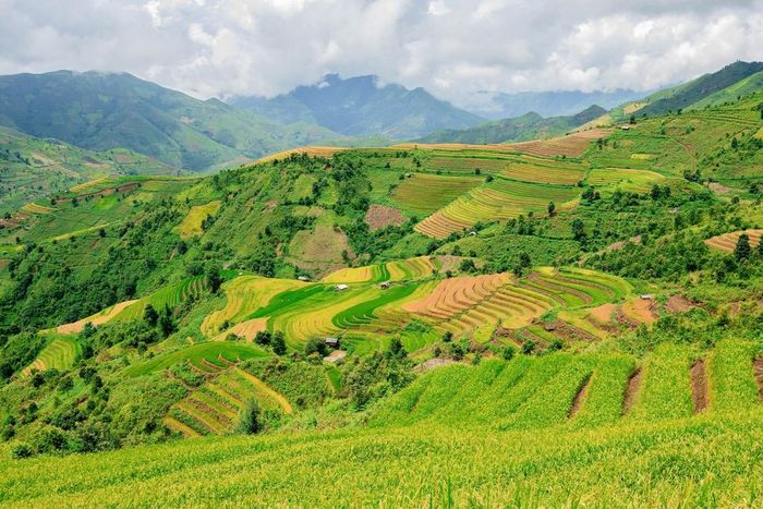  Du khách muốn săn lúa chín rộ Xím Vàng vẫn có thể lên kế hoạch ghé thăm nơi đây trong những ngày tới. Xuất phát từ Hà Nội, bạn bắt xe ở bến Yên Nghĩa hoặc Mỹ Đình lên Bắc Yên. Đến thị trấn, bạn có thể thuê xe máy để chạy vào Xím Vàng. 