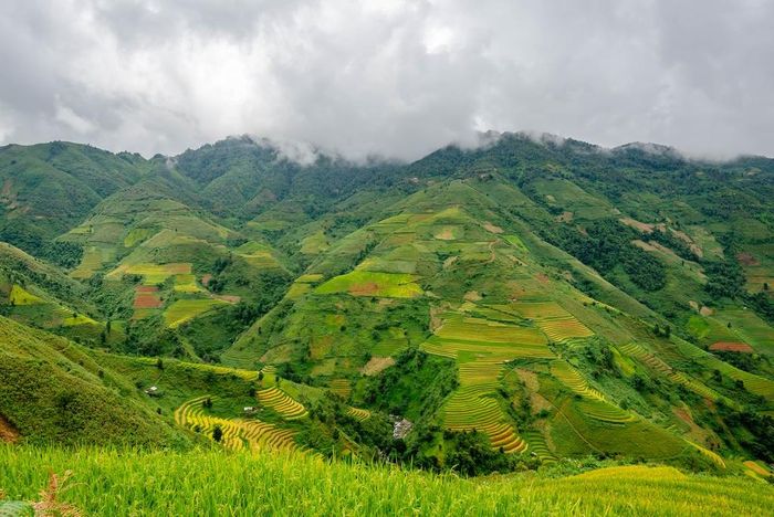  Xím Vàng là một trong những xã có diện tích ruộng bậc thang lớn nhất của huyện Bắc Yên. Hầu hết ruộng tại đây chỉ cấy một vụ. Người Mông bắt đầu cấy từ tháng 5-6 và thu hoạch vào khoảng tháng 9-11 hàng năm. 