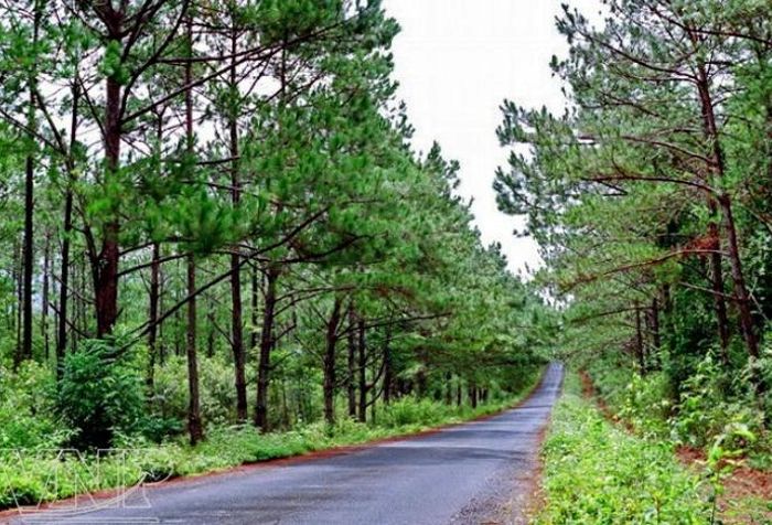 Măng Đen có khí hậu mát mẻ quanh năm. Ảnh: Báo ảnh Việt Nam