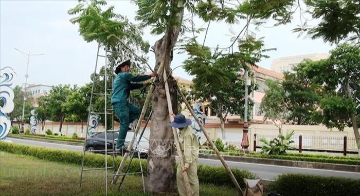 Cây xanh tại công viên và dọc các tuyến đường trung tâm thành phố Đồng Hới được công nhân cắt tỉa, chằng chống cẩn thận.