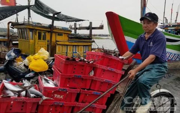Ngư dân tỉnh Thừa Thiên – Huế vận chuyển, thu mua hải sản trước khi dừng hoạt động để phòng chống bão.