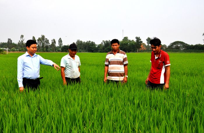 Cán bộ nông nghiệp hướng dẫn người dân làm lúa sạch.