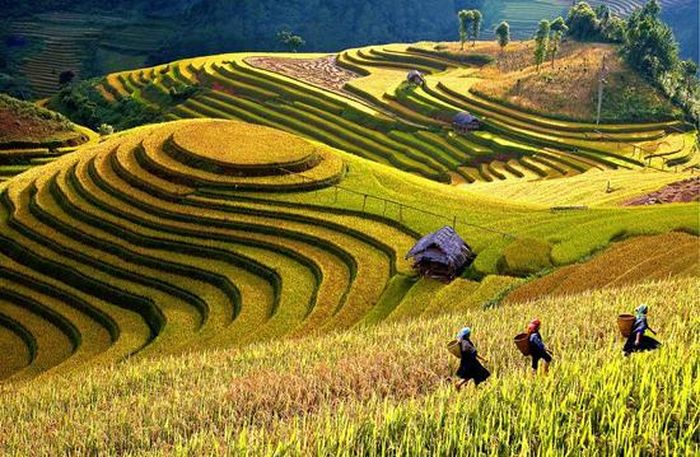 Cảnh tượng hùng vĩ, tươi đẹp của ruộng lúa bậc thang ở Mù Cang Chải.
