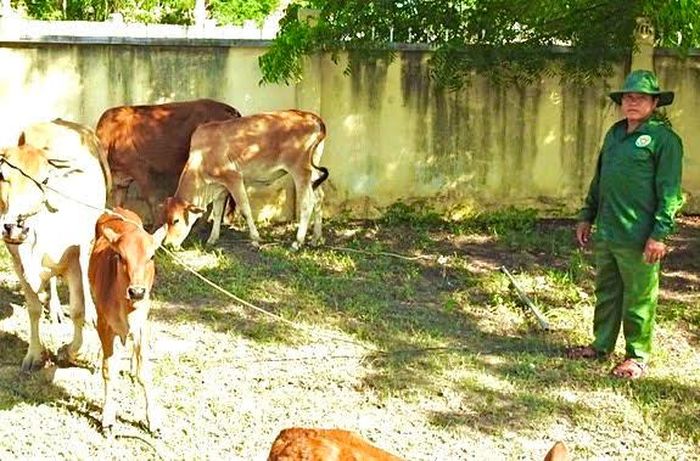 Anh Châu Văn Bóng, thôn Trà Nô, xã Phước Hà, huyện Thuận Nam, tỉnh Ninh Thuận và đàn bò đã sinh sản bê con, đem lại đời sống no ấm cho gia đình kể từ khi nhận khoán bảo vệ rừng.
