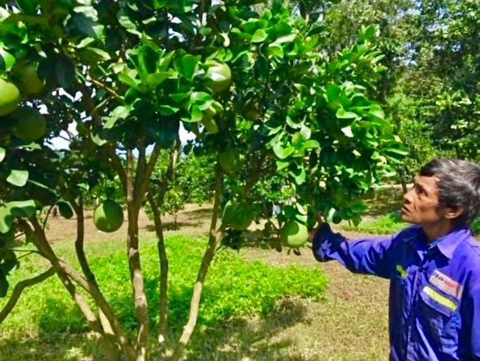 Anh Pi năng Vanh ở thôn Bạc Rây 2, xã Phước Bình, huyện Bác Ái, tỉnh Ninh Thuận phấn khởi với vườn trồng bưởi da xanh đang trĩu quả, đợi ngày thu hoạch mùa vụ năm 2020 .