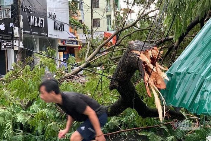 Cây cổ thụ đổ tại TP Huế. Ảnh: Vietnamnet