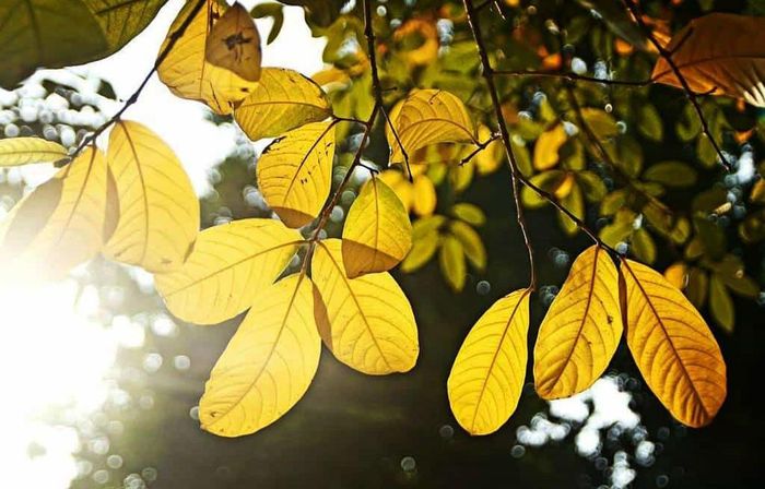Ánh nắng vàng ruộm của mùa thu Hà Nội cũng dễ làm xao xuyến lòng người