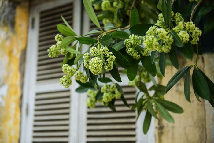 Khi thu chạm ngõ cũng là lúc mùi hoa sữa nồng nàn tỏa hương bên những ô cửa, chỉ cần một cây hoa sữa nở bung là đã đủ cho góc phố tỏa ngát hương thơm