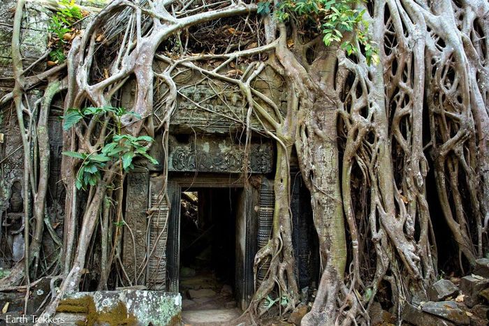  Ta Prohm được xây dựng từ năm 1186. Jayavarman VII, vua của đế chế Khmer, thể hiện tham vọng về một quần thể đền lớn bên trong Angkor. Khi mới xây dựng, kích thước của nơi này lớn hơn bây giờ rất nhiều, là một thành phố theo đúng nghĩa đen với 12.640 người sống bên trong bức tường thành và gần 80.000 người ở bên ngoài. Ảnh: Earth Trekkers. 