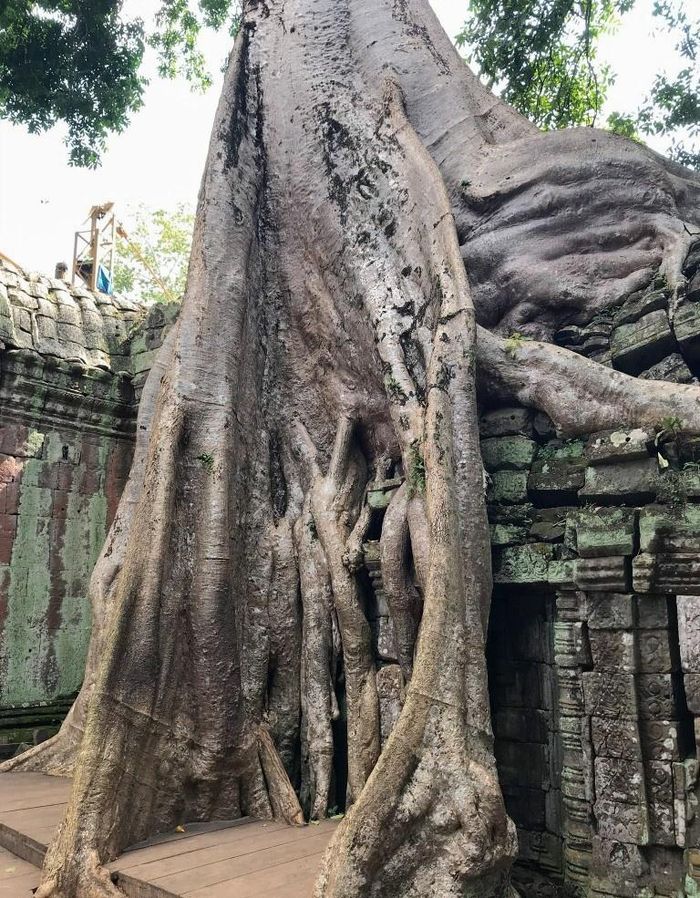 Ngôi đền nằm trong công viên khảo cổ chính của UNESCO, cách Siem Reap 12,1 km. Từ trung tâm Siem Reap, có 2 đường chính là đại lộ Sivatha và đường Pokambor. Du khách có thể thuê xe đạp, xe máy hoặc đi tuk tuk. Ảnh: Growing With Leala.