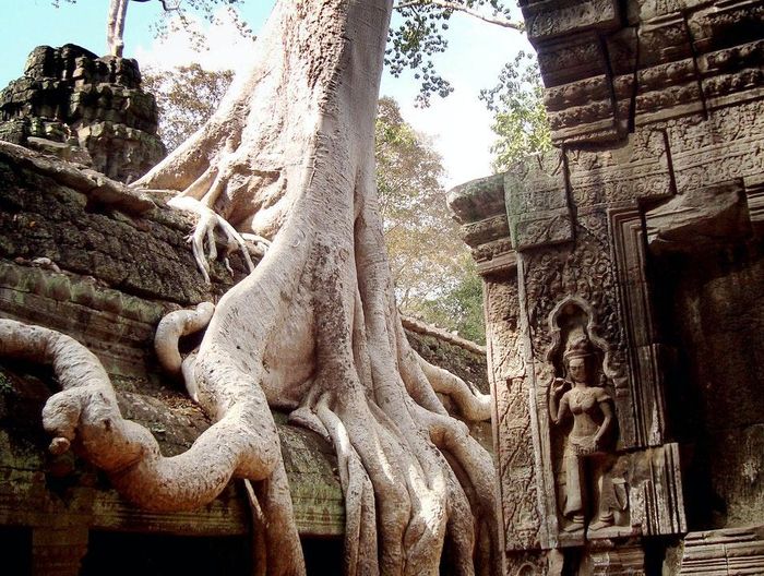  Đây là một trong số ít những địa điểm ở khu vực Angkor có dòng chữ cung cấp thông tin về những người từng sống ở đây. Ta Prohm được du khách biết đến là tàn tích có bầu không khí tuyệt vời nhất ở Angkor. Nơi này trở nên nổi tiếng khi xuất hiện trong bộ phim Kẻ cướp lăng mộ vào năm 2001. Ảnh: Afar. 