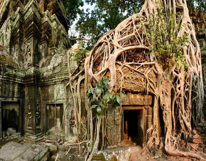  Ngôi đền hoàn toàn bị rừng cây nuốt chửng, không giống như các di tích khác. Để ngăn sự phát triển của rễ làm ảnh hưởng đến cấu trúc nơi đây, một số cây đã bị chặt bỏ. Hành trình khám phá điểm đến này được ví như cuộc phiêu lưu kỳ lạ, tìm kiếm ngôi đền đã mất vẫn nằm trong rừng già. Ảnh: Lonely Planet.