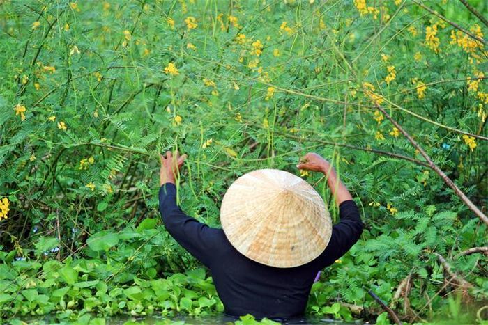 Hoa điên điển mọc dại và có nhiều vào mùa nước nổi vùng Tây Nam bộ là nguyên liệu làm nên nhiều món ăn được ưa thích. Ảnh: Thụy Văn