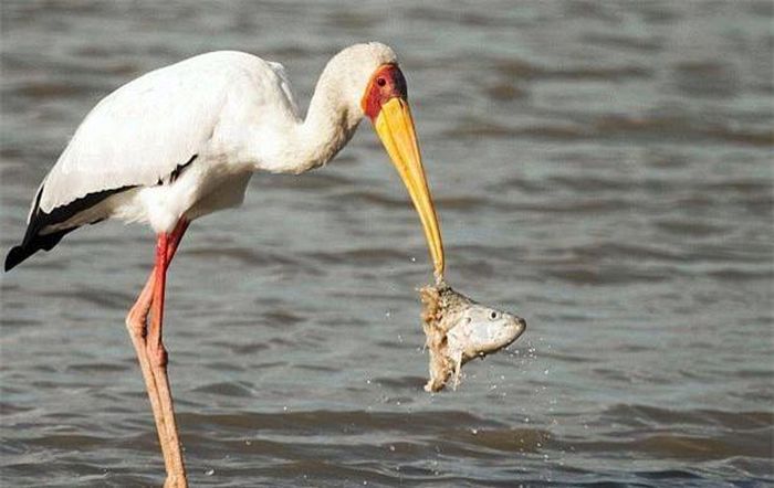 Khi con cò đang dùng mỏ kẹp chặt đầu cá vừa vớt lên khỏi mặt nước, một con cá sấu ngay cạnh đó đột ngột lao tới. 
