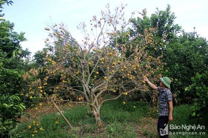 Những cây cam trên địa bàn huyện Quỳ Hợp bị nhiễm bệnh. Ảnh: Quang An