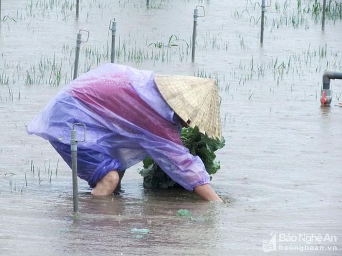 Người dân cố vớt vát ít rau trong ruộng bị ngập sâu trong nước. Ảnh: Việt Hùng