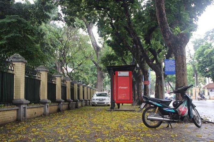 Lá vàng rụng trên nhiều vỉa hè, góc phố đẹp đến ngẩn ngơ.