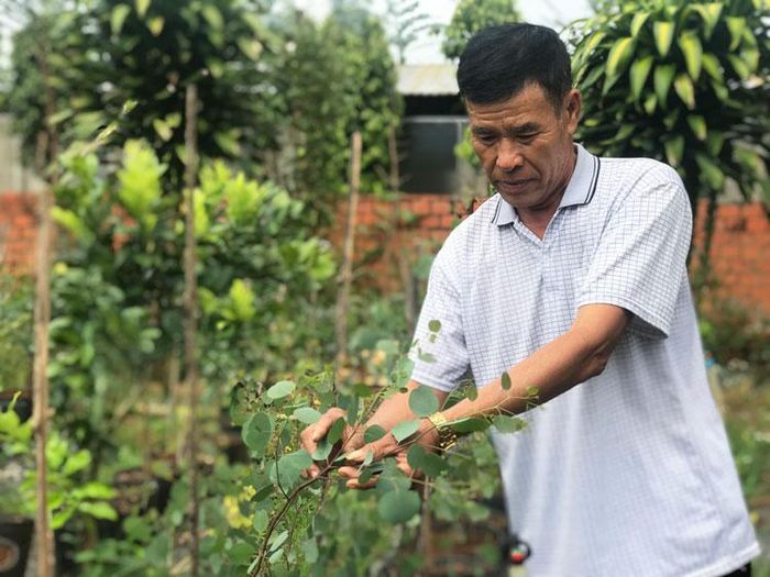 Ông Tốt trong vườn bạch đàn guini chuẩn bị xuất bán
