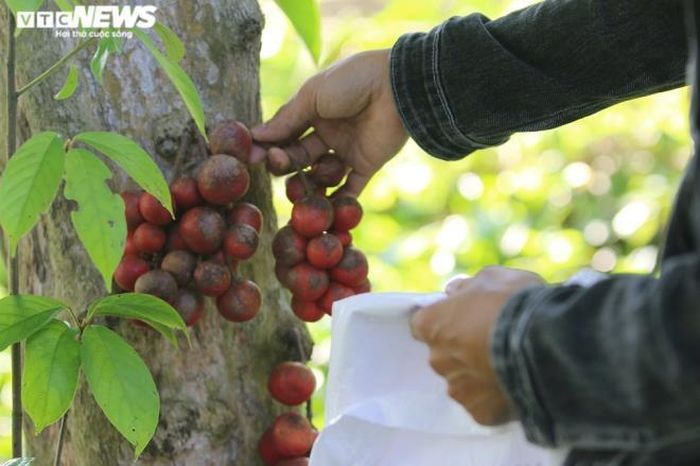 "Cách đây 8 năm, tôi dành toàn bộ diện tích 1 hecta đất trong vườn nhà mình để trồng dâu đất. Với 20 cây đều đặn sai quả, trung bình mỗi năm, tôi thu hoạch xấp xỉ 1 tấn dâu và bỏ túi không dưới 4 triệu đồng", ông Nguyễn Văn Năm, một người dân trú xã Tiên Thọ, cho hay.