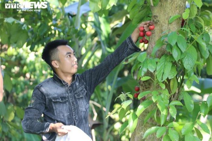 Quả dâu mọc ngay trên thân cây và đậu thành từng chùm trải dài từ gốc đến ngọn. Nhiều chủm dâu ở vị trí thấp, người dân không cần leo trèo hay bắc thang mà vẫn có thể hái được.