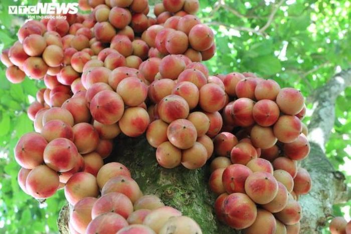 Mặc dù dâu đất không mang lại giá trị kinh tế cao nhưng hầu như gia đình nào ở huyện trung du Tiên Phước cũng trồng ít nhất một cây. Đặc biệt, nhiều hộ dân ở xã Tiên Thọ dành phần lớn quỹ đất trong vườn nhà để chuyên canh loại cây thân gỗ này nhằm kiếm thêm thu nhập.