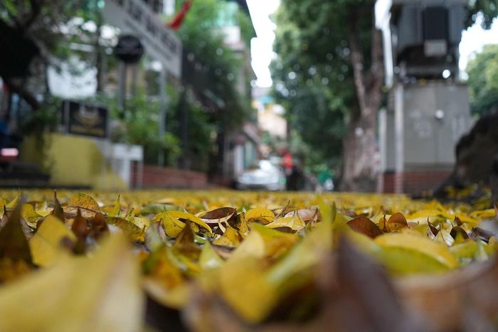 Sấu thay lá, trút hết lớp lá già nua