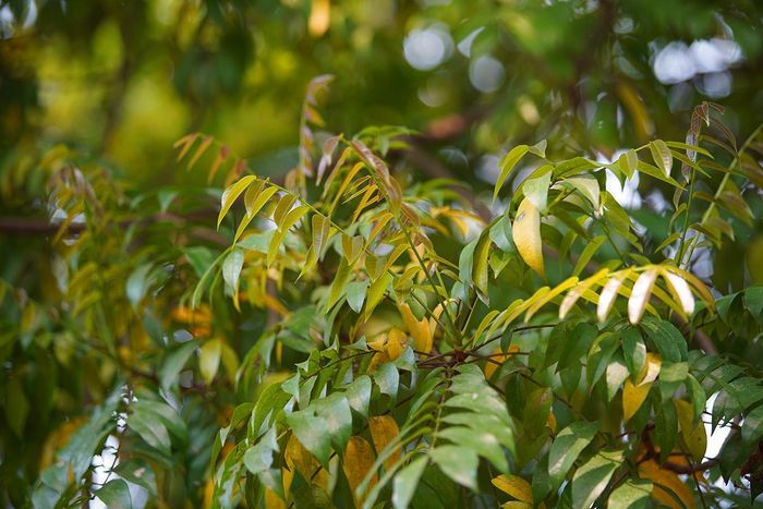 Những chiếc lá đã hoàn thành sứ mệnh trên cây, rụng xuống để nhường chỗ cho những chiếc lá non vươn ra đón nắng