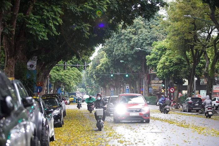 Thành phố như một bức tranh thu với những thảm lá vàng chanh, phủ kín con đường