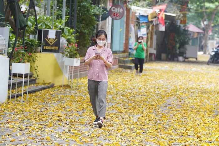 Sắc vàng của lá tạo thành một thảm vàng rực rỡ dọc các con đường, khiến người ta cứ muốn ngắm nhìn mãi không thôi