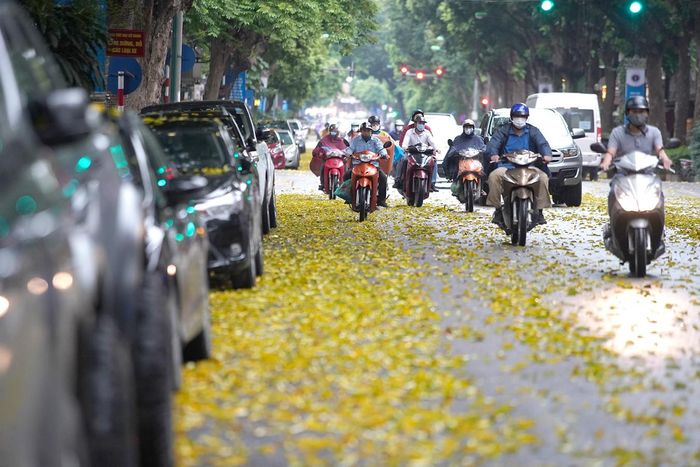 Từng thảm lá vàng trút xuống đường bởi những hàng sấu cổ thụ khiến đường phố đẹp lãng mạn đến nao lòng