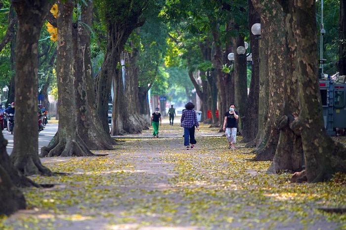 Những con phố nhiều cây sấu phải kể đến Phan Đình Phùng, Trần Hưng Đạo, Nguyễn Tri Phương, Trần Phú,... vào mùa lá rụng sắc vàng của lá trải đầy dưới chân khiến bao người xao xuyến
