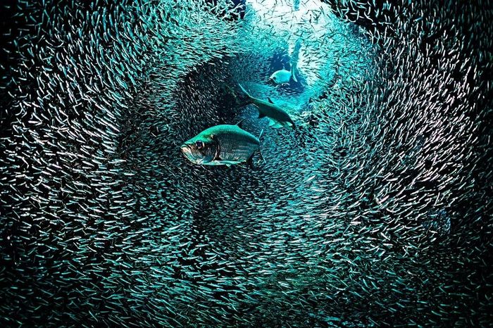  Nhiếp ảnh gia của Getty Images đã ghi lại khoảnh khắc siêu thực khi những con cá cháo lớn Đại Tây Dương xuyên qua "bức tường" dựng bởi đàn cá suốt. Ảnh: Getty Images. 